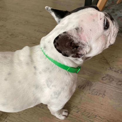 Plotole™8 Months Flea and Tick Free